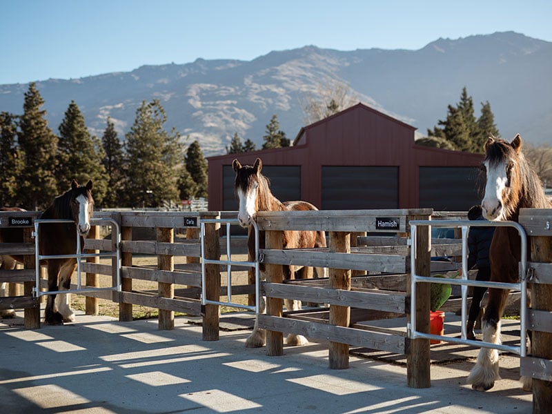 Clydesdale Tour