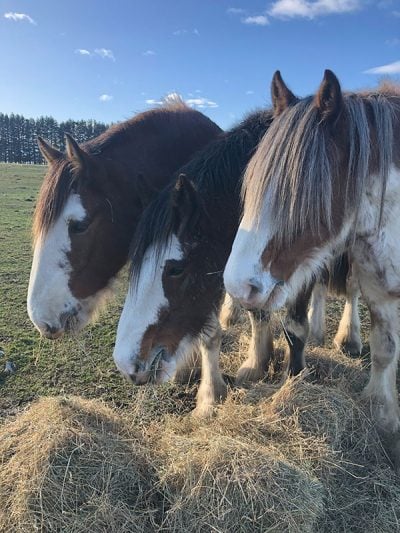 about-us-clydesdales