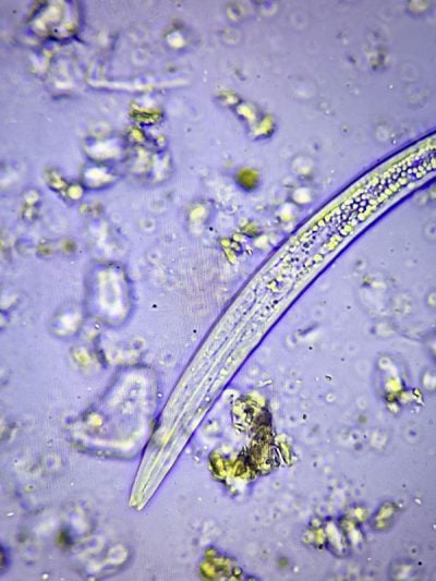 about-us-microbes